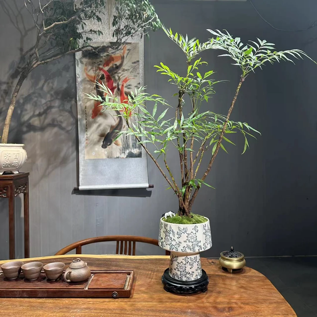黄天竹十大功劳青花瓷盆文人禅意盆景茶桌书桌办公桌家居
