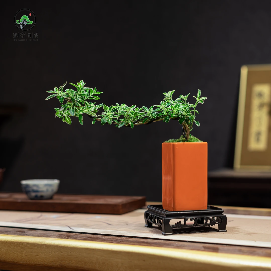 金边六月雪室内绿植桌面造型微小盆景盆栽开花植物好养四季常青