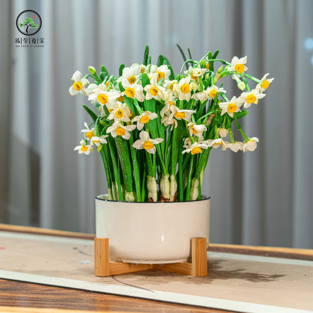 漳州水仙花盆栽水培浓香耐寒花卉带芽带盆发货北方客厅居家年宵花