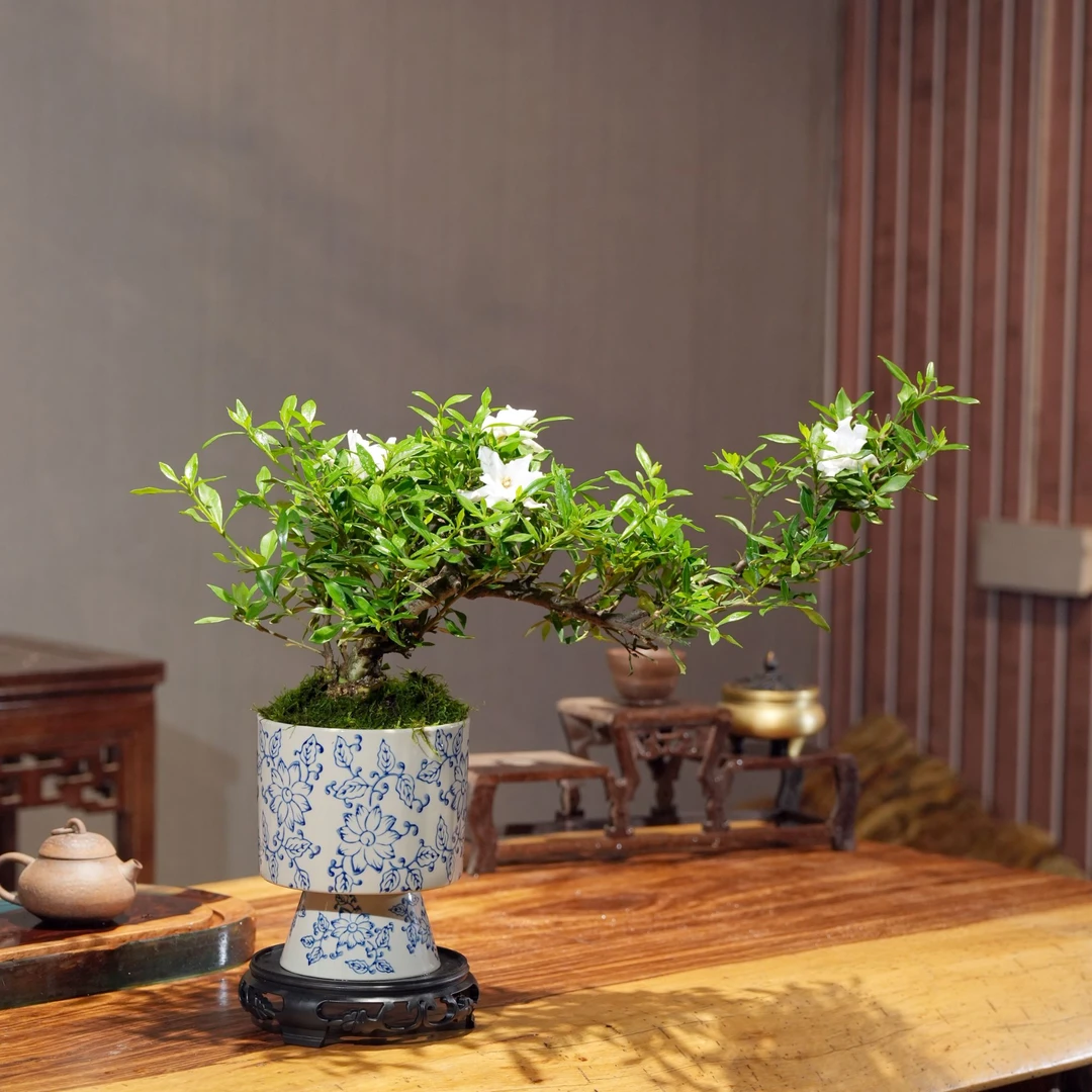 悬崖飘枝栀子花青花瓷盆室内绿植桌面造型盆景盆栽开花植物
