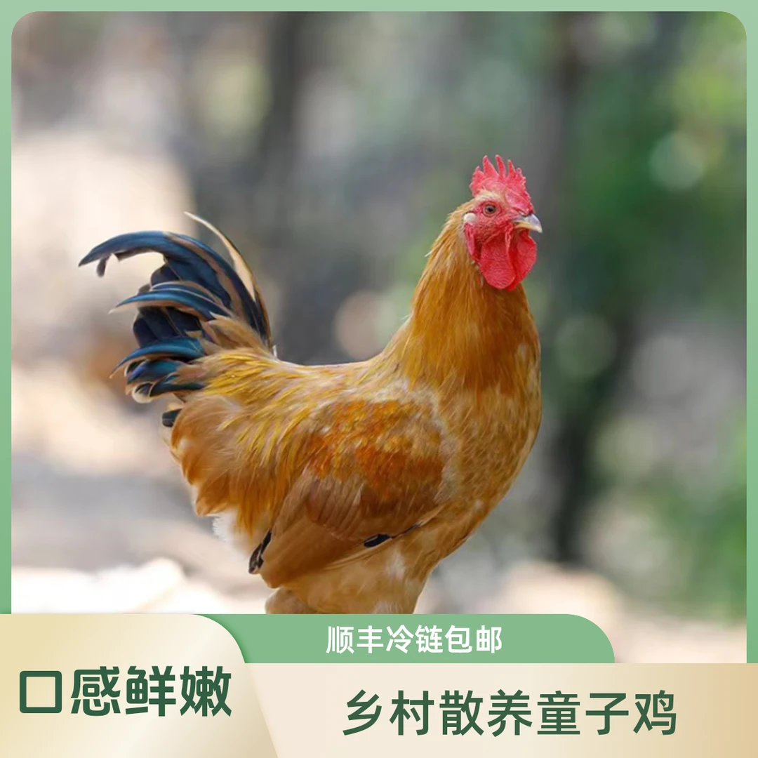 小猪等等乡村散养童子鸡   700g/只 到手3只  顺丰冷链包邮