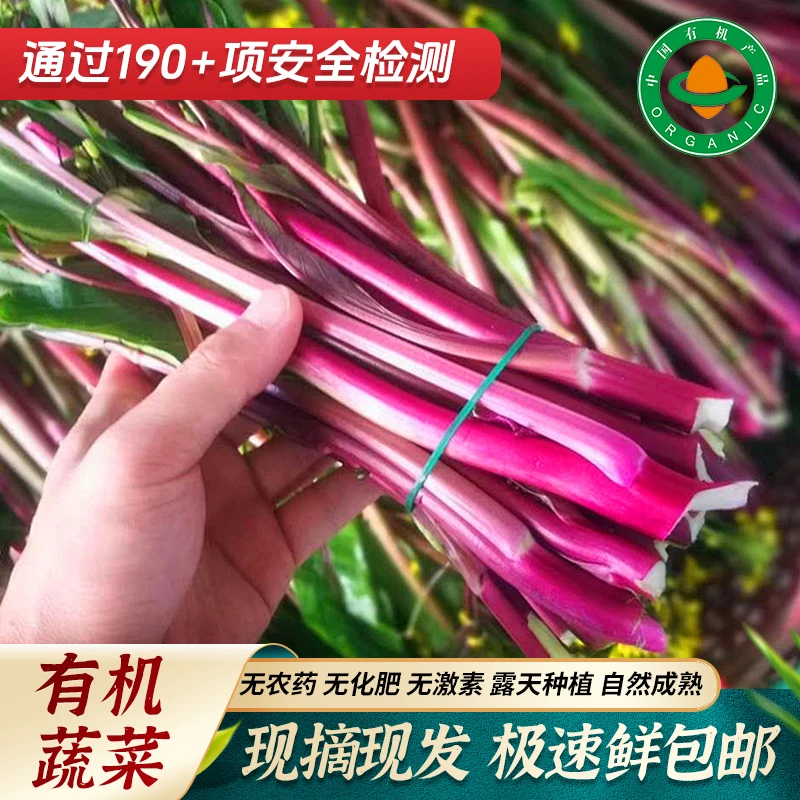 5斤新鲜采摘有机红菜苔美味露天种植原产地发货鲜嫩优选鲜嫩农场