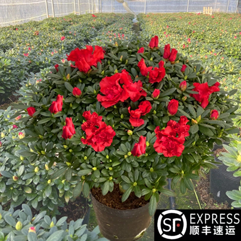 精品中国红杜鹃花绿植盆栽红宝石杜鹃花四季开花带花苞好养易活