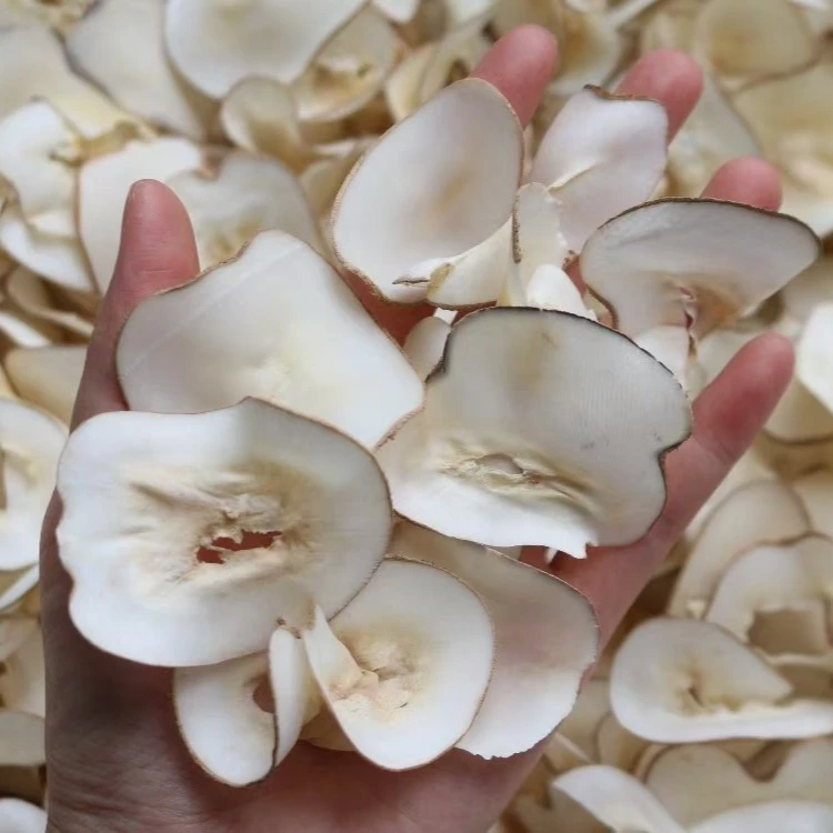 海底椰片新货茅根竹蔗蜜枣配搭汤广东常备汤料