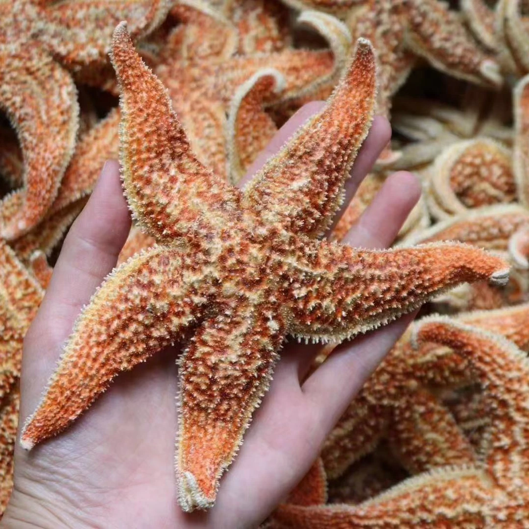 海星的营养价值堪比海参建议用海星做辅料煲肉汤小孩也可以吃250g