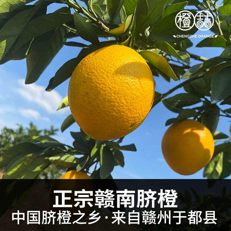 橙喆［富硒］赣南脐橙，5斤果园直发橙味浓郁