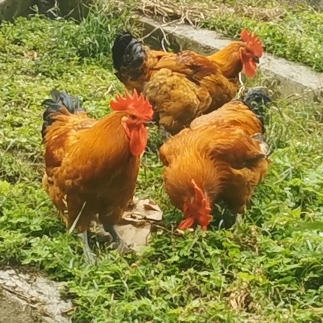 两年大公鸡正宗农家散养土鸡老公鸡整鸡净含量3000g现杀冷链生态