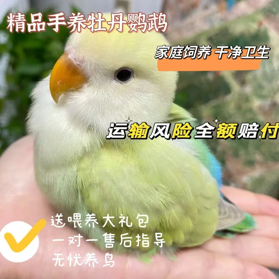 手养牡丹鹦鹉紫蓝松绿雏鸟幼小鸟活鸟宠物亲人独立半毛伊莎薰闪派