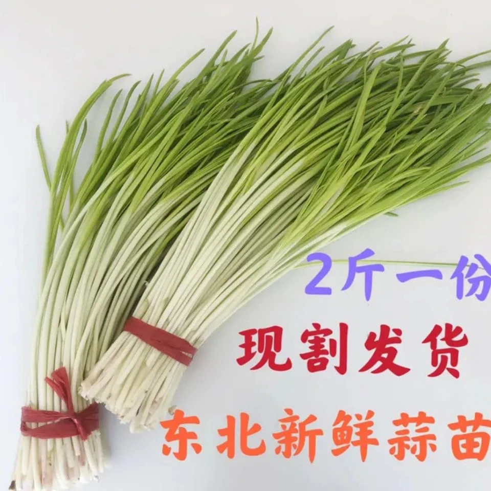 东北新鲜蒜苗蒜豪现割发货头茬嫩苗