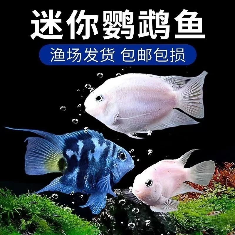 迷你鹦鹉鱼淡水小型活体草缸宠物鱼宝蓝白金冷水成年鱼好养耐活