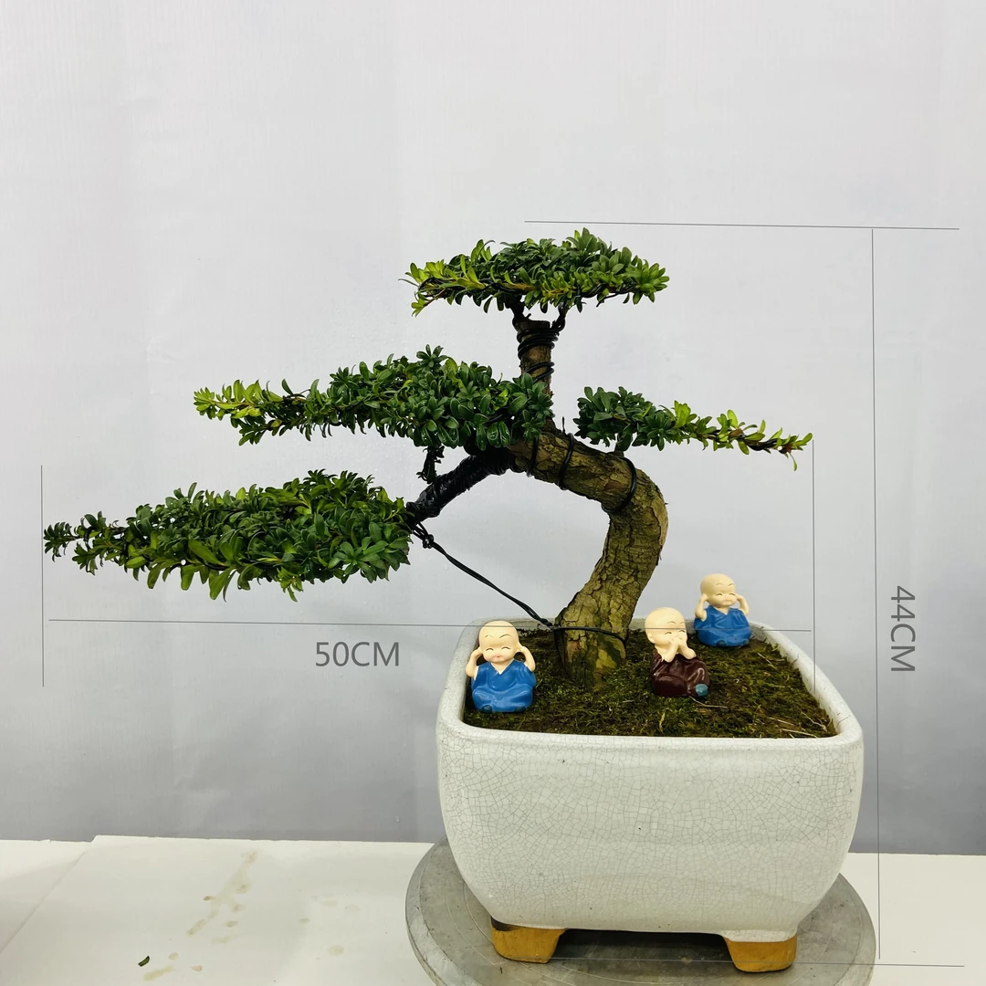 造型罗汉松，盆景，四季常青，室内室外好养活，罗汉松。乔木
