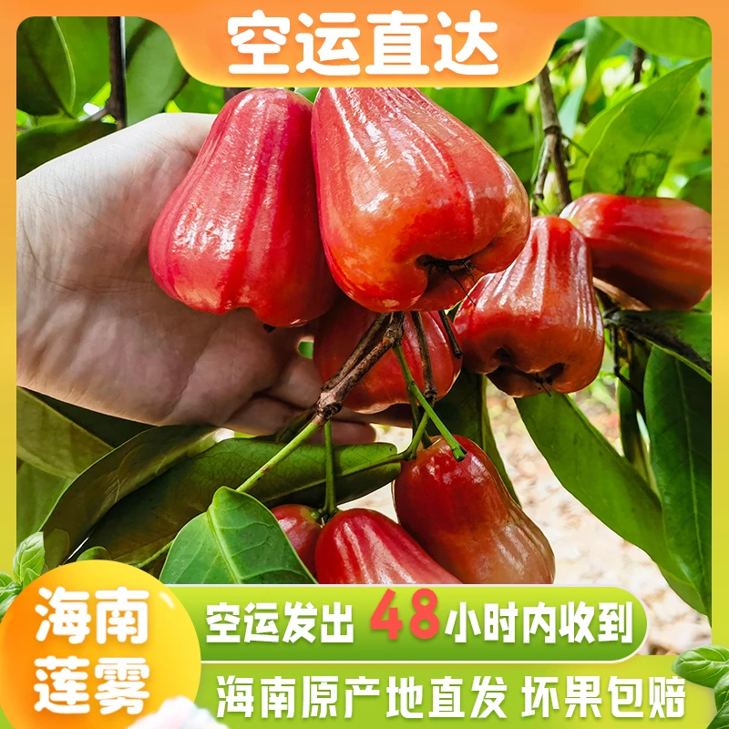 (京东空运）海南黑金刚莲雾3斤5斤当季新鲜水果整箱包邮