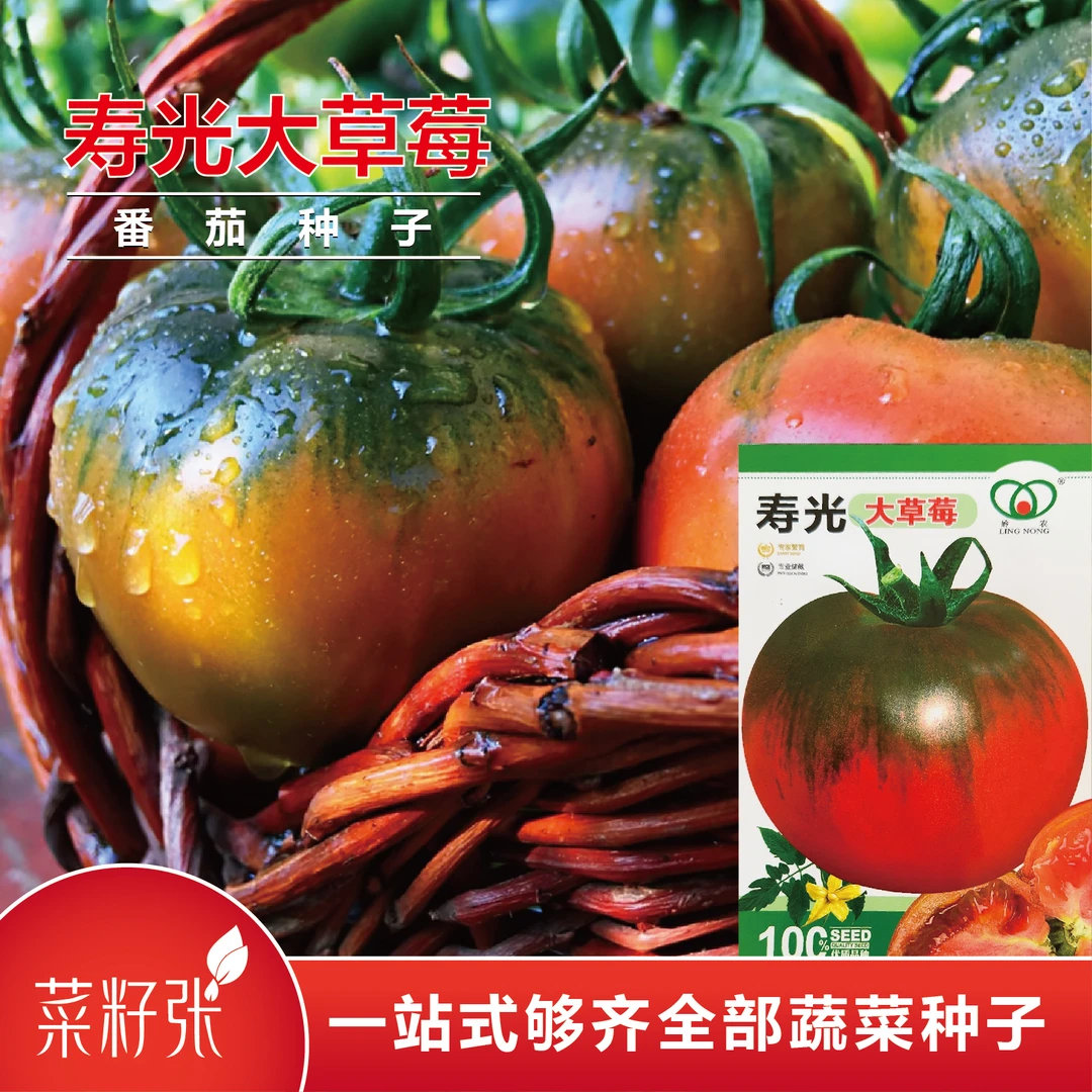 寿光大草莓西红柿铁皮柿子枣子番茄种子铁皮西红柿112