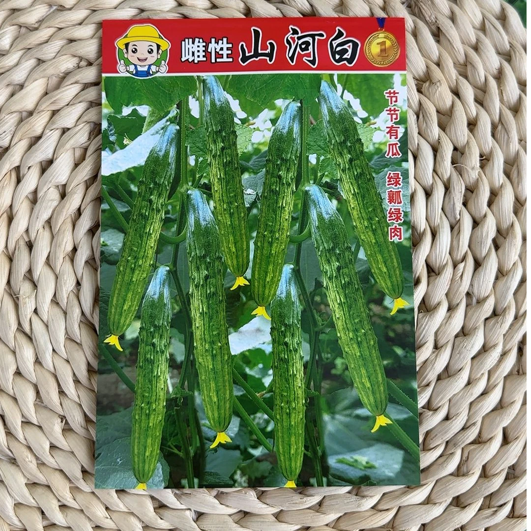雌性山河白旱黄瓜种子山河白黄瓜种子