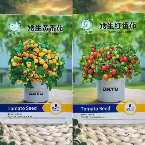 矮生小番茄拍一发二（红+黄）盆栽阳台种植优质播种培育