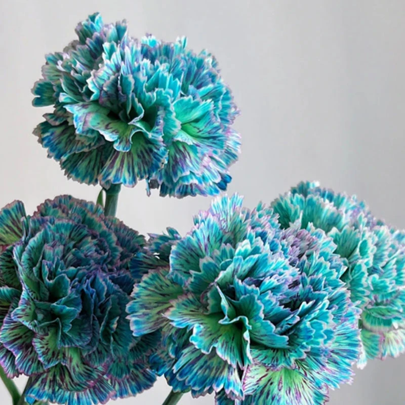 鲜花吸染剂花束染色剂花店专用吸色剂康乃馨玫瑰花染料马卡龙颜料