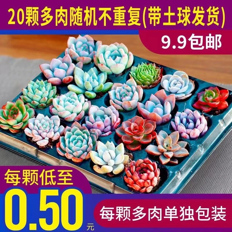 小飞驴多肉植物肉肉套餐含盆带土包邮大颗好养易活3-5厘米发货种