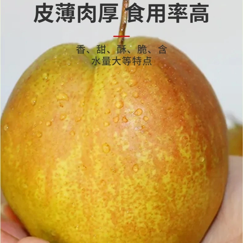 【正宗山西】玉露香梨皮薄脆甜口感美味多汁食用新鲜发货