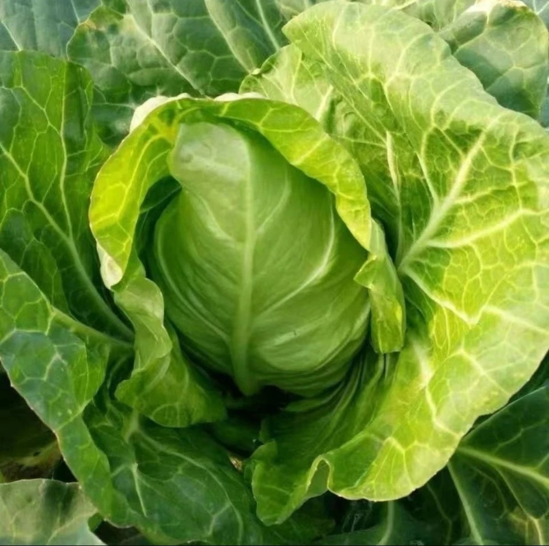 正宗贵州高山牛心甘蓝包菜