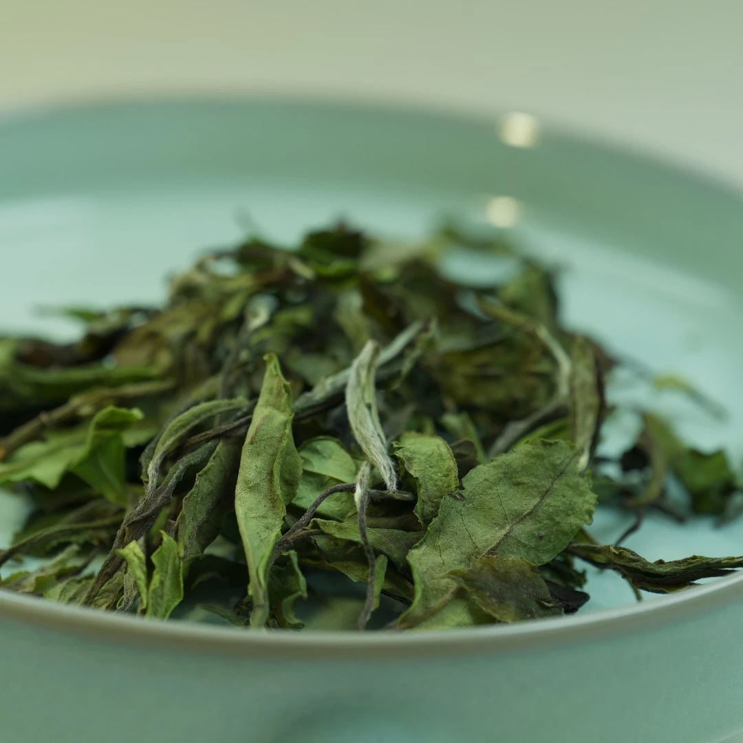 【六斗陈家】福鼎白茶2023春有约·贡眉磻溪高山茶叶春季