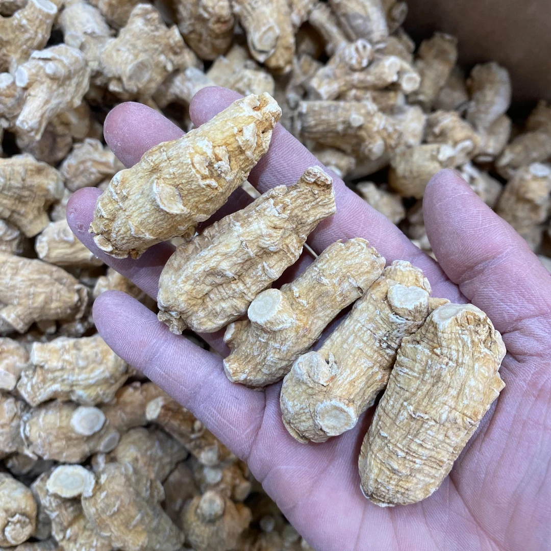 正宗西洋参10克短粒头