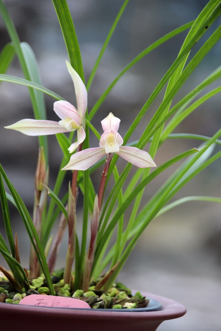 越州兰苑  春蕙兰   0-100（天气冷延迟发货）
