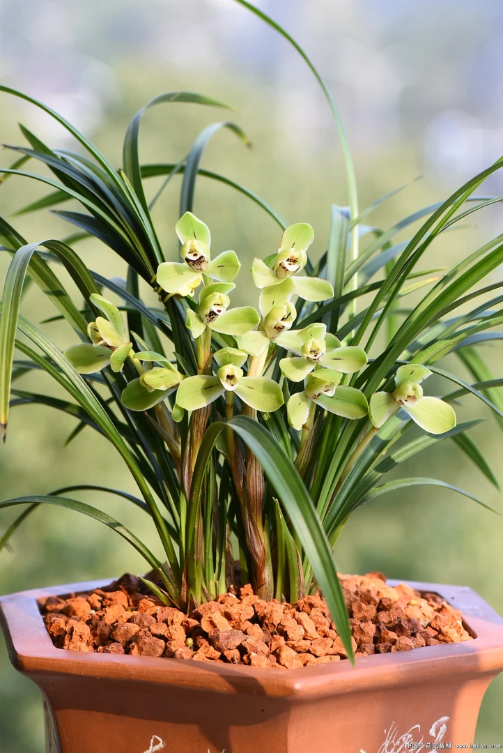 越州兰苑 正品宋梅 带花多花 兰花春兰老种 室内盆栽绿植花卉浓香