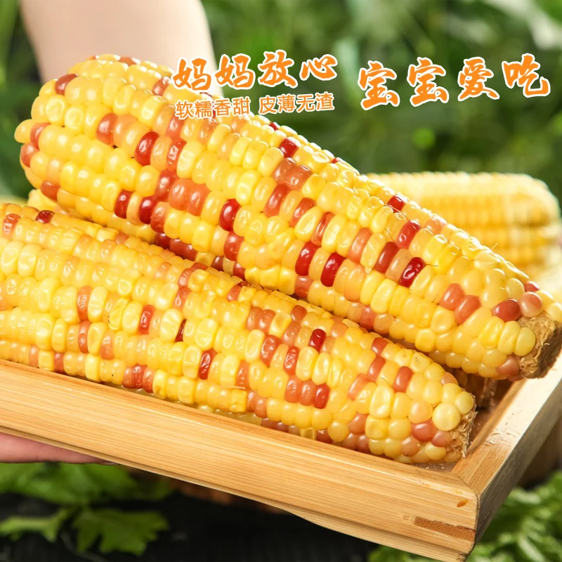 新疆花糯黑糯玉米软糯香甜装黑玉米苞米棒新鲜玉米包邮营养甜糯