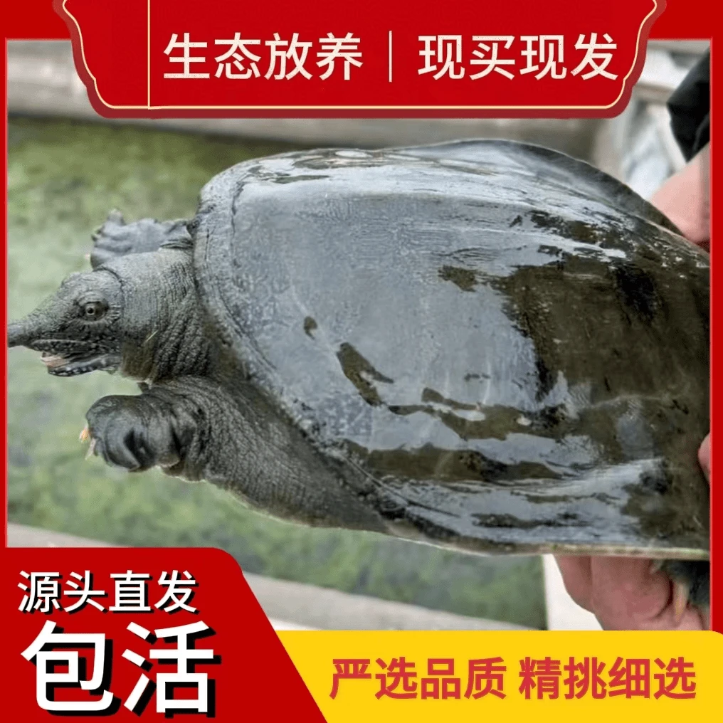 【大甲鱼发3只】浙江鲜活生态散养大甲鱼中华鳖顺丰京东包邮