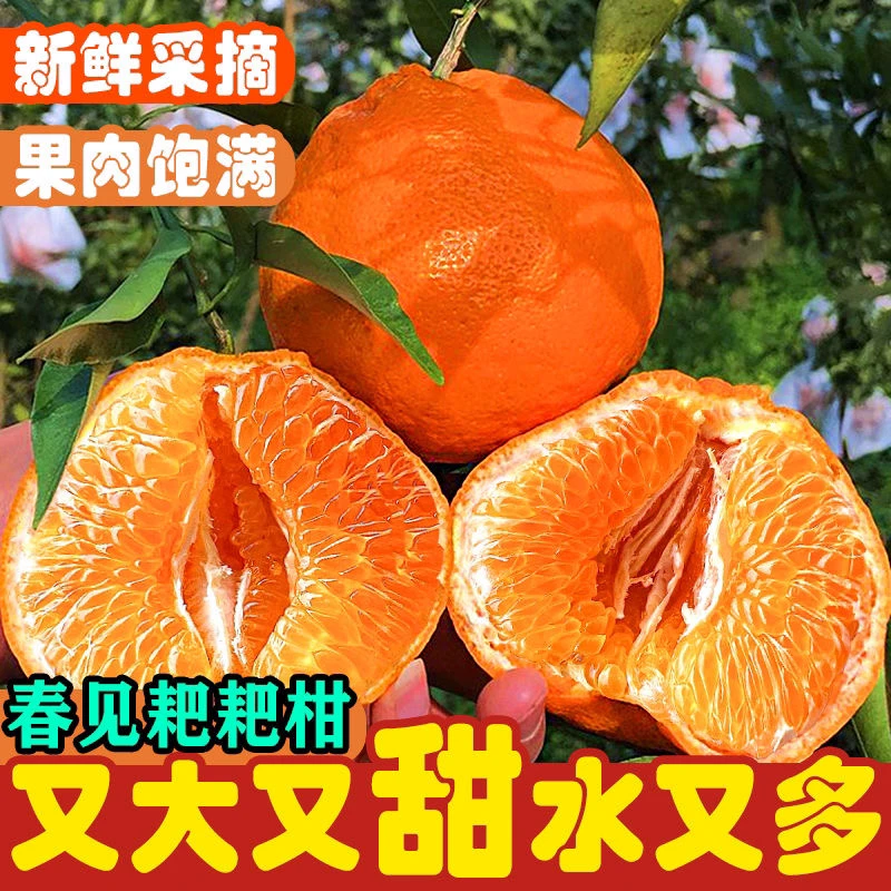四川蒲江正宗春见耙耙柑尝鲜福利装香甜多汁肉厚爽口