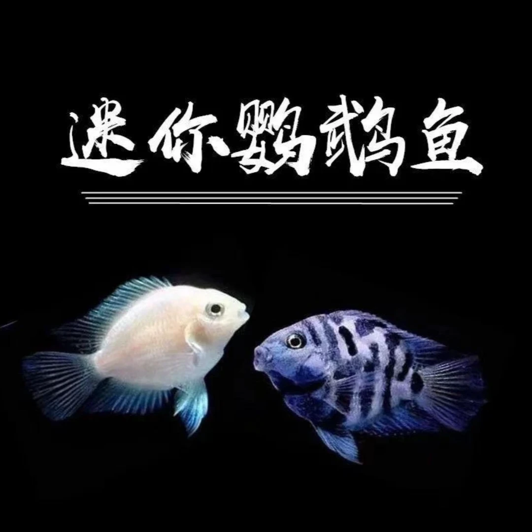 热带观赏鱼桃心迷你孔雀鱼鹦鹉鱼批发价