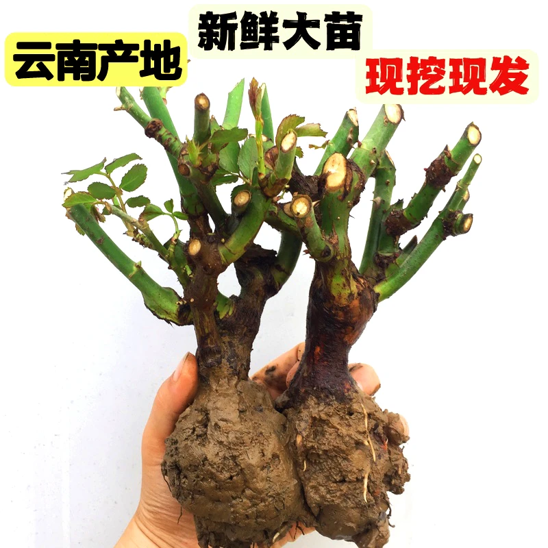 四季玫瑰花【混色3颗】z精品多头大花四季香水玫瑰云南玫瑰裸根老桩