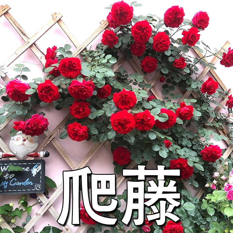 爬藤四季开花（混色3颗）z精品云南爬藤爬墙蔷薇玫瑰老桩花苗大花