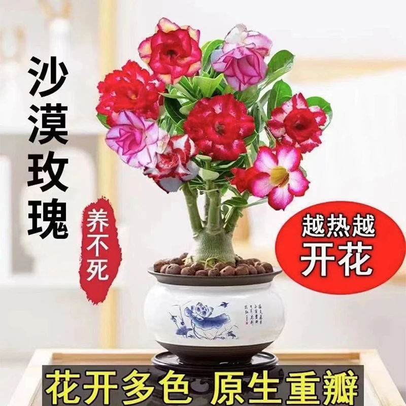 【重瓣沙漠玫瑰】沙漠玫瑰花苗四季开花植物室内阳台绿植花卉盆栽