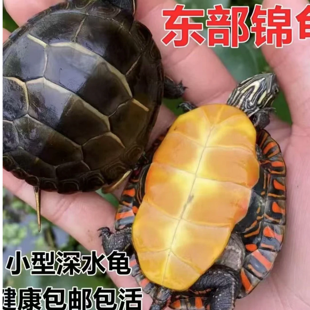 宠物龟直播间专拍