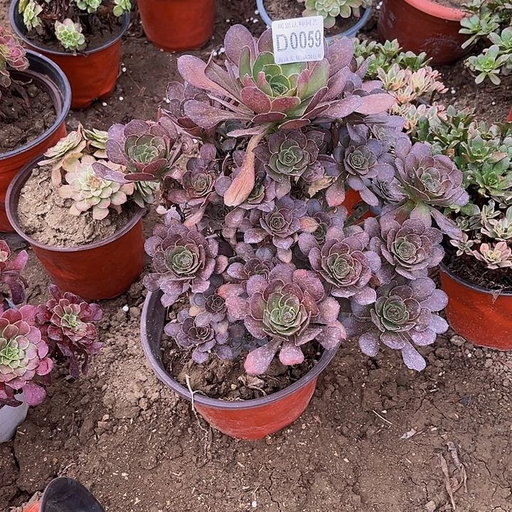 0059灰圆叶多肉法师有断瑕疵处理不包损