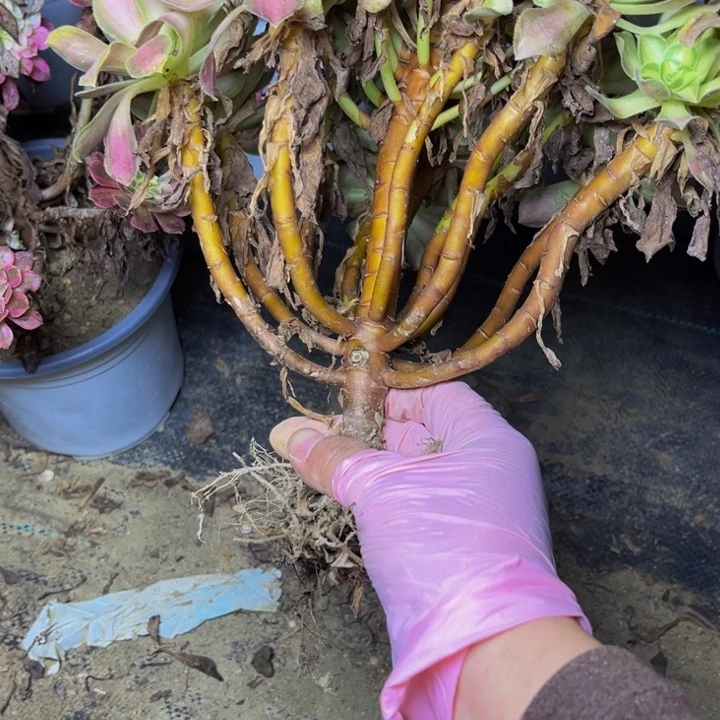 0710韶华多肉法师瑕疵处理不包断枝