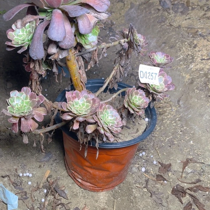 0257粉墨多肉法师瑕疵有断处理不包损