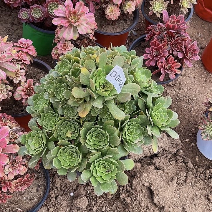 0055绿羊多肉法师有断瑕疵处理不包损