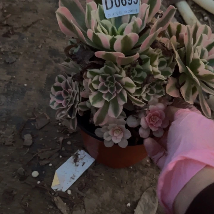 0693粉女巫多肉法师瑕疵处理不包断枝