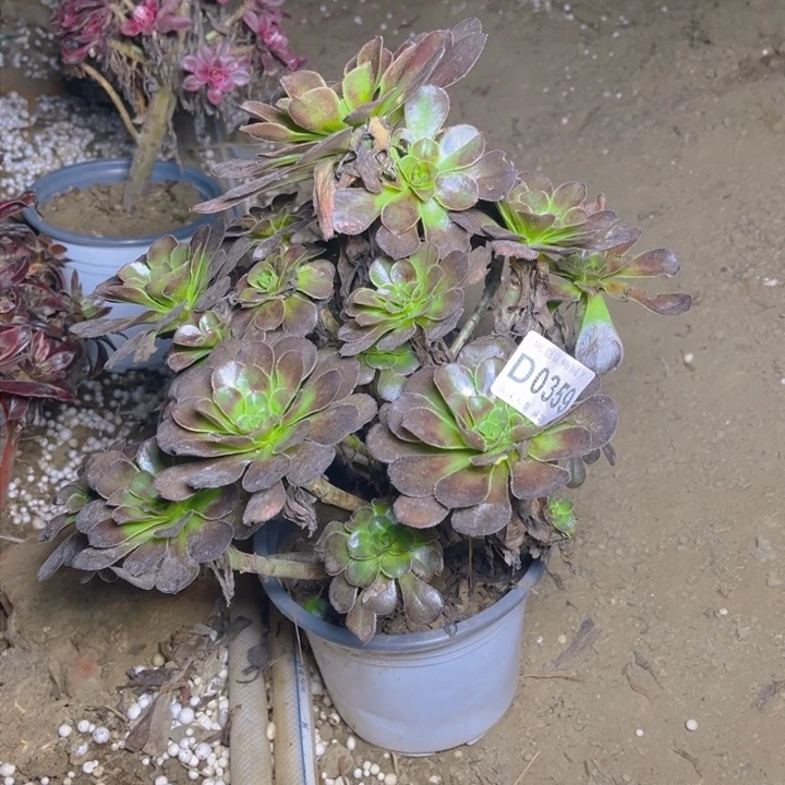 0359灰圆叶多肉法师瑕疵有断处理不包损