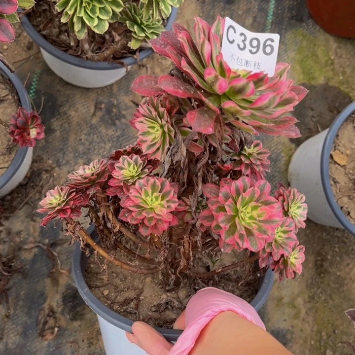 396红铜白多肉法师瑕疵有断处理不包断枝