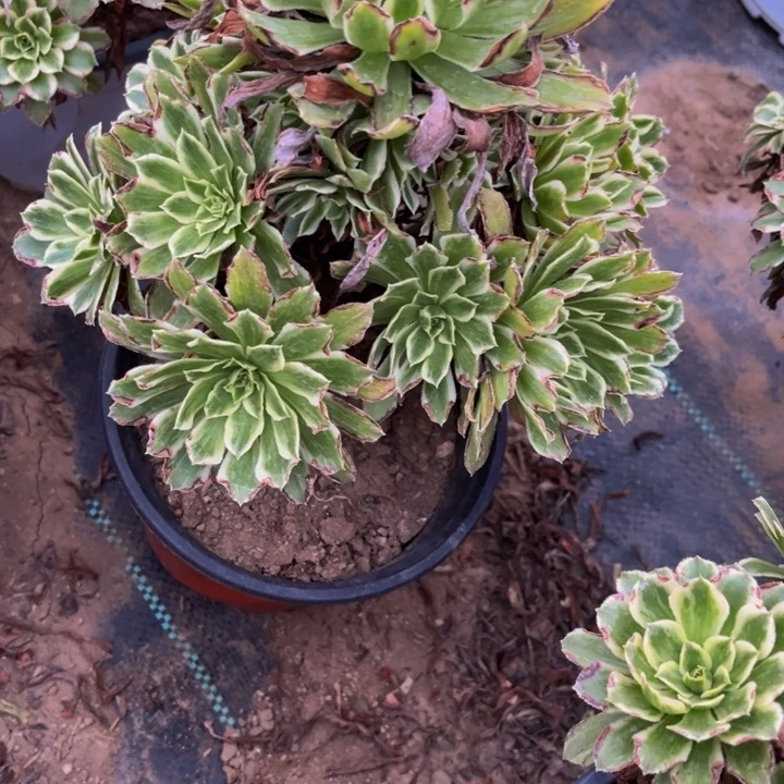 409碧浪多肉法师瑕疵有断处理不包断枝