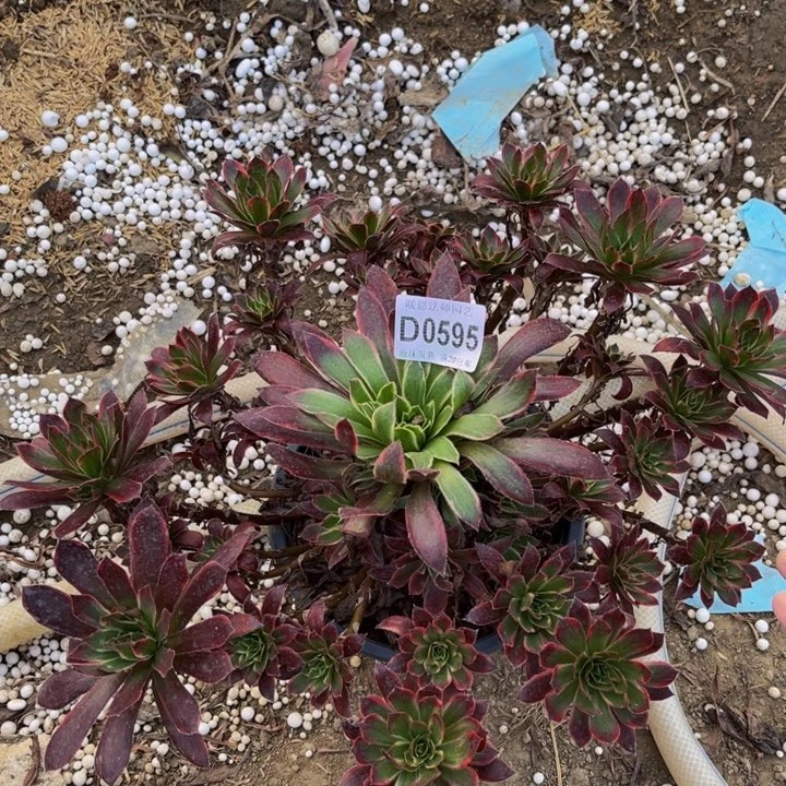 0595孔雀锦多肉法师瑕疵有断处理不包损