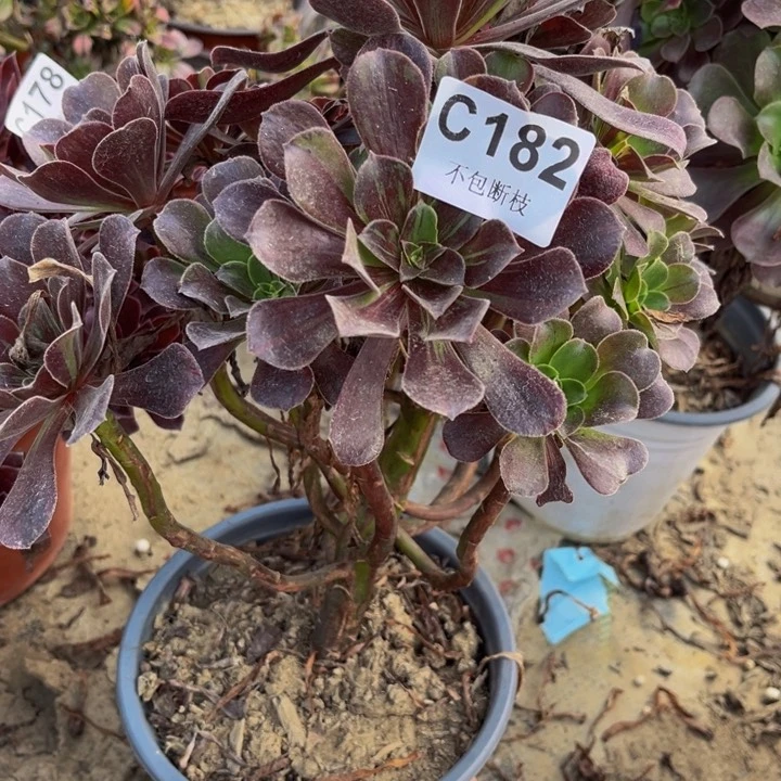 182欧若拉多肉法师有断瑕疵处理不包断枝