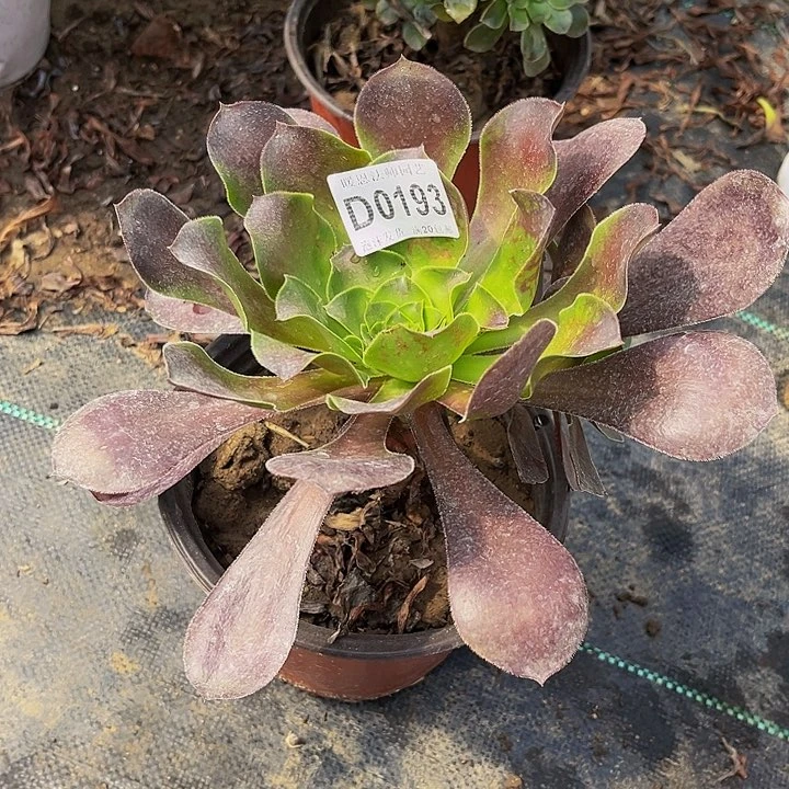 0193爱丽丝多肉法师瑕疵有断不包损