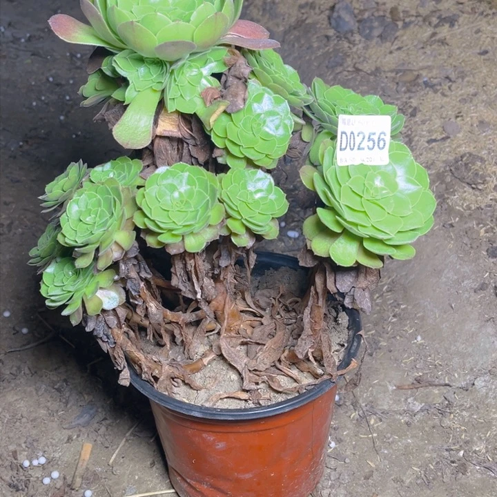 0256万圣节多肉法师瑕疵有断处理不包损