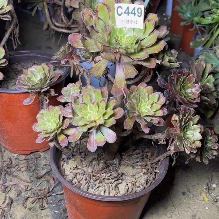 449粉墨多肉法师不包断枝