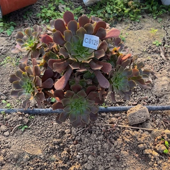 0129梅花多肉法师瑕疵处理不包损