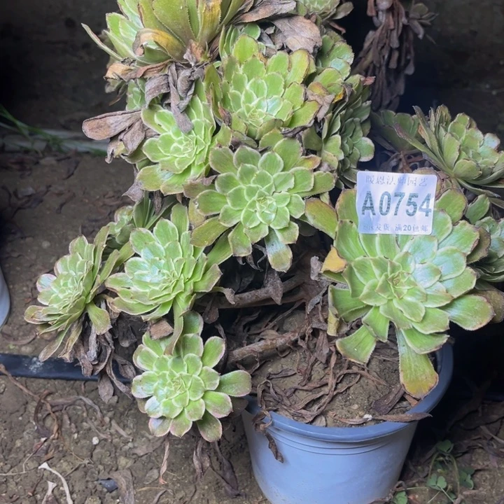 0754粉墨多肉法师瑕疵处理，不包损